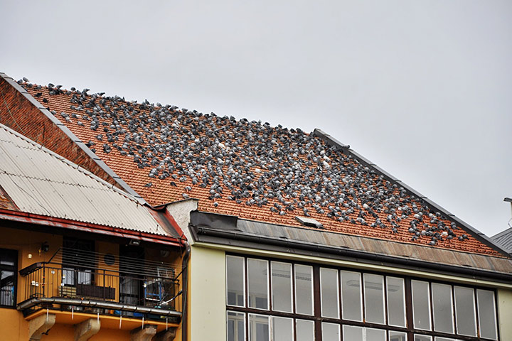 A2B Pest Control are able to install spikes to deter birds from roofs in Raunds. 