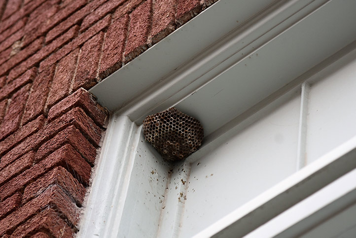 We provide a wasp nest removal service for domestic and commercial properties in Raunds.